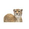 Cheetah 3D Model Animated Fur PROmax3D - 17