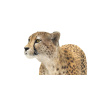 Cheetah 3D Model Animated Fur PROmax3D - 18