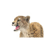 Cheetah 3D Model Animated Fur PROmax3D - 20
