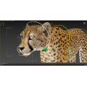 Cheetah 3D Model Animated Fur PROmax3D - 35