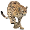 Cheetah 3D Model Animated PROmax3D - 1