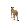 Cheetah 3D Model Animated PROmax3D - 10