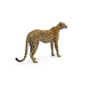 Cheetah 3D Model Animated PROmax3D - 13