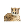 Cheetah 3D Model Animated PROmax3D - 14
