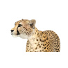 Cheetah 3D Model Animated PROmax3D - 15