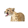 Cheetah 3D Model Animated PROmax3D - 16