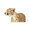 Cheetah 3D Model Animated PROmax3D - 17