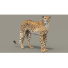 Rigged Cheetah 3D Model PROmax3D - 2