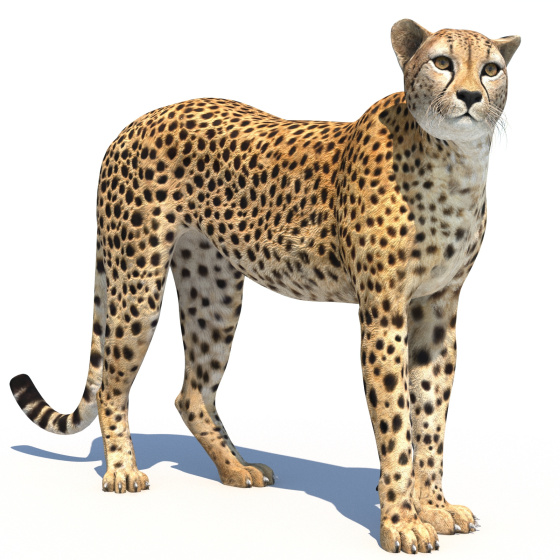 Rigged Cheetah 3D Model PROmax3D - 1