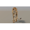 Rigged Cheetah 3D Model PROmax3D - 3