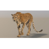 Rigged Cheetah 3D Model PROmax3D - 4