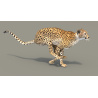 Rigged Cheetah 3D Model PROmax3D - 8
