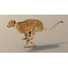 Rigged Cheetah 3D Model PROmax3D - 9
