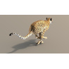 Rigged Cheetah 3D Model PROmax3D - 10