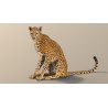 Rigged Cheetah 3D Model PROmax3D - 11