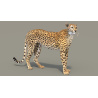 Rigged Cheetah 3D Model PROmax3D - 13