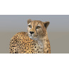 Rigged Cheetah 3D Model PROmax3D - 14