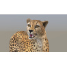 Rigged Cheetah 3D Model PROmax3D - 16