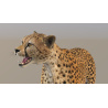 Rigged Cheetah 3D Model PROmax3D - 17