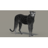 Rigged Cheetah 3D Model PROmax3D - 19