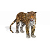 Rigged Jaguar 3D Model PROmax3D - 3