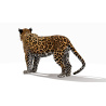 Rigged Jaguar 3D Model PROmax3D - 6