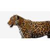 Rigged Jaguar 3D Model PROmax3D - 10