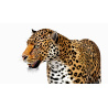 Rigged Jaguar 3D Model PROmax3D - 11