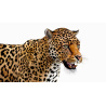 Rigged Jaguar 3D Model PROmax3D - 12