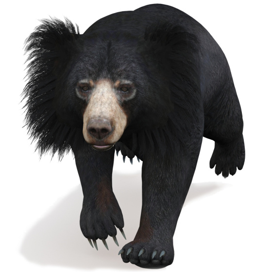 Sloth Bear 3D Model Animated