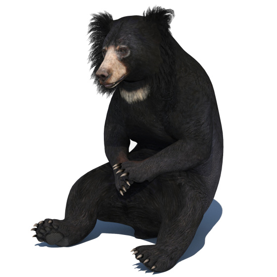 Sloth Bear 3D model Animated V2