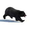 Black Bear Animated Fur Advanced 3D Model PROmax3D - 8