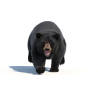 Black Bear Animated Fur Advanced 3D Model PROmax3D - 9