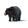 Black Bear Animated Fur Advanced 3D Model PROmax3D - 13