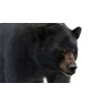 Black Bear Animated Fur Advanced 3D Model PROmax3D - 14