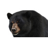 Black Bear Animated Fur Advanced 3D Model PROmax3D - 15