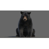 Black Bear Animated Fur Advanced 3D Model PROmax3D - 16