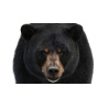 Black Bear Animated Fur Advanced 3D Model PROmax3D - 17