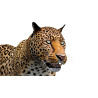 Leopard 3d Model Animated PROmax3D - 14