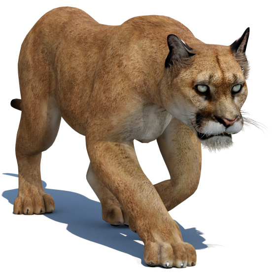 Animated Puma 3D Model
