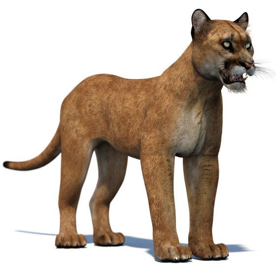 Puma 3D Model