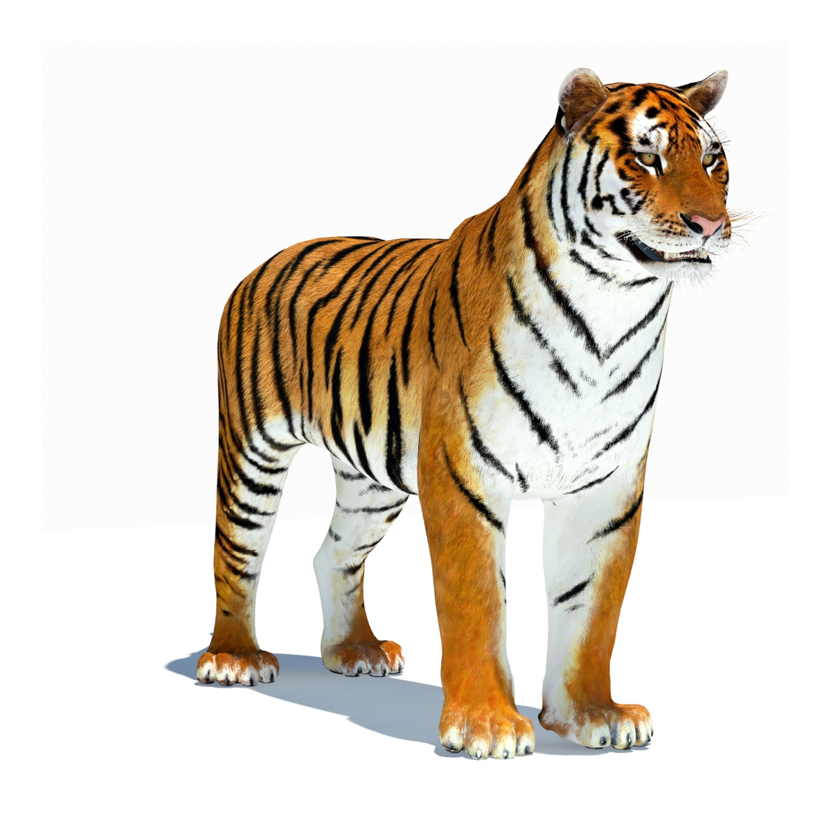 Photo Tigers Big cats 3D Graphics Roar Snout animal 3825x2550