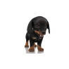 Dachshund Dog Puppy 3D Model PROmax3D - 2