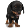 Dachshund Dog Puppy 3D Model PROmax3D - 1